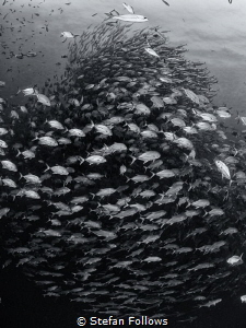The Tower. Big Eye Travelly - Caranx sexfasciatus. Sail R... by Stefan Follows 